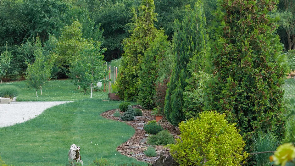 A landscaped backyard featuring a green lawn and a curved garden bed filled with various tall evergreen trees